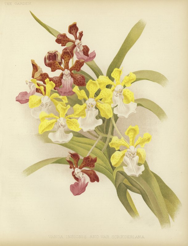 Vanda insignis und var scroederiana von English School