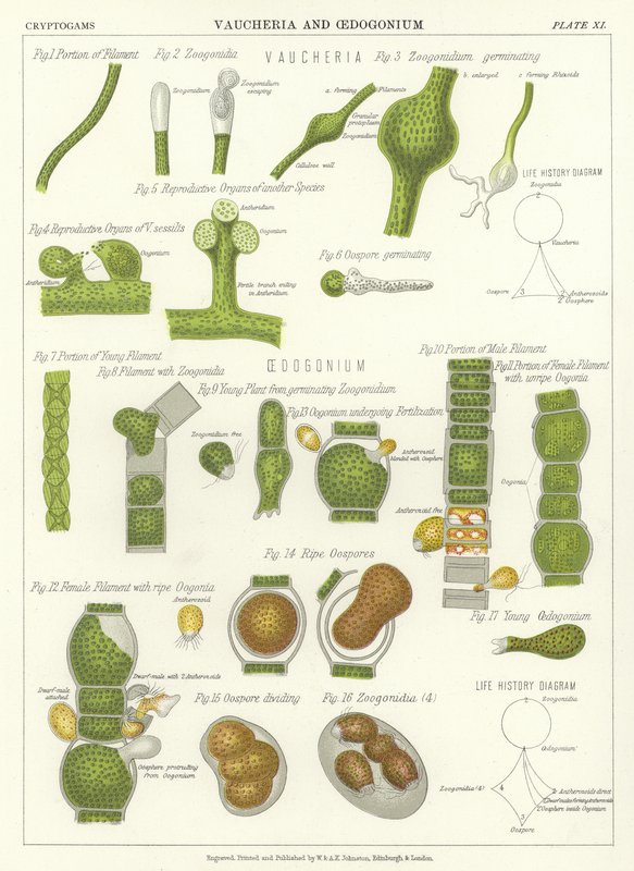 Vaucheria und Oedogonium von English School