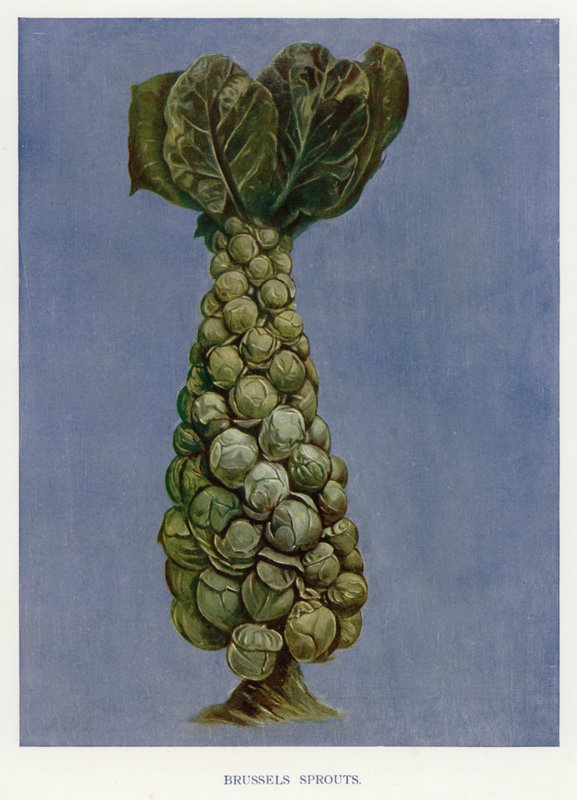 Gemüseanbau-Führer: Rosenkohl (Farblitho) von English School