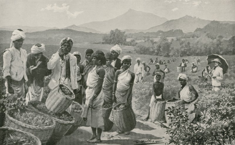 Ansicht eines Teegartens in Ceylon von English School