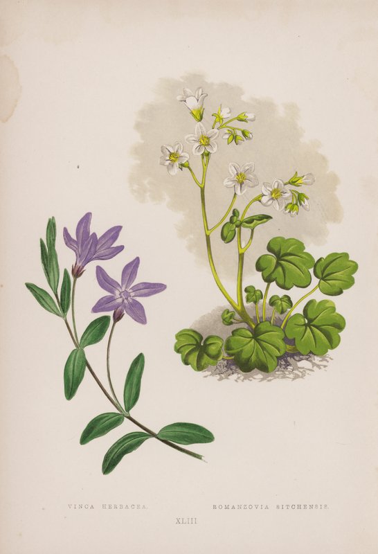 Vinca Herbacea; Romanzovia Sitchensis von English School