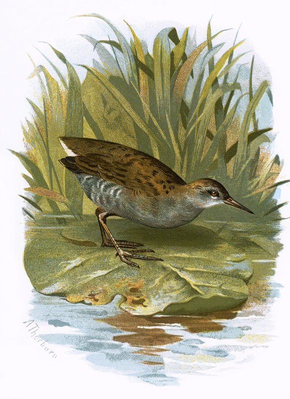 Wasserralle von English School