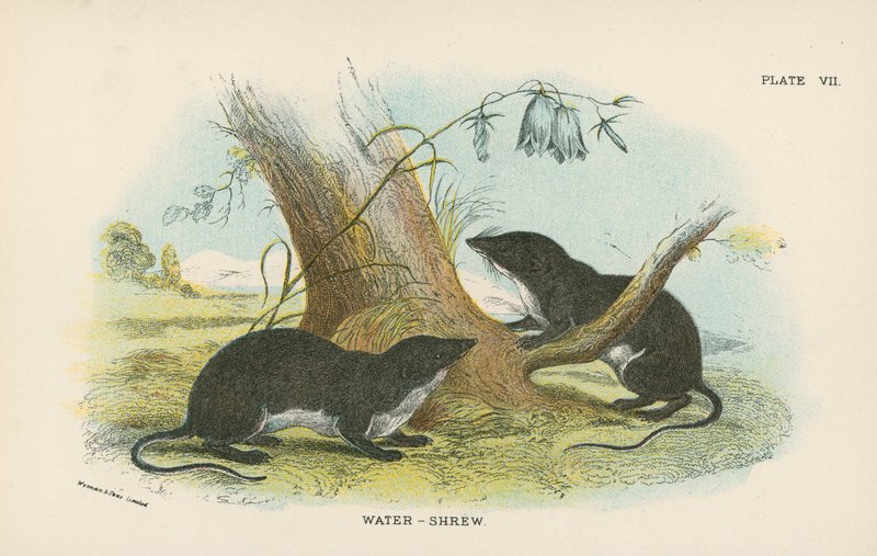 Wasserspitzmaus von English School