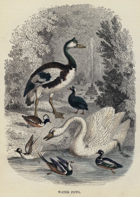 Wasservögel (Gravur) von English School
