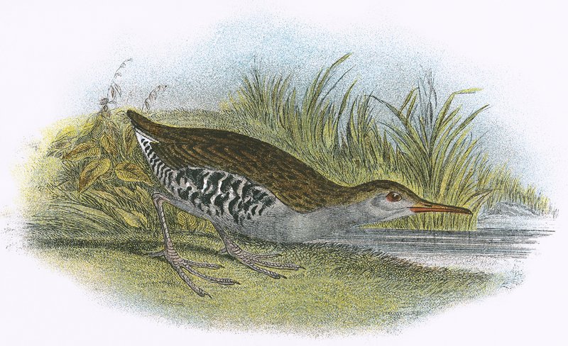 Wasserralle von English School