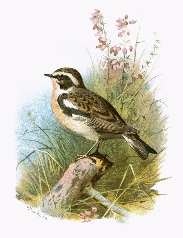 Braunkehlchen von English School