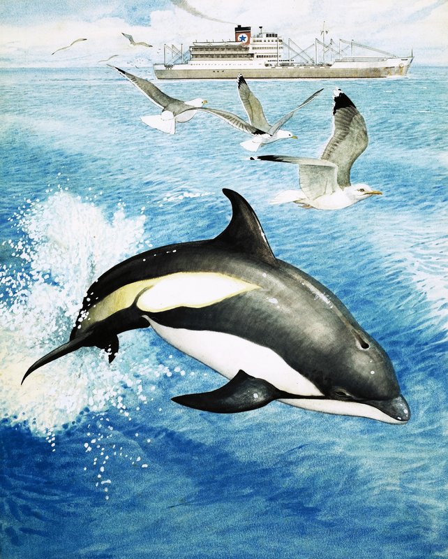 Weißseitiger Delfin springt durch die Wellen von English School
