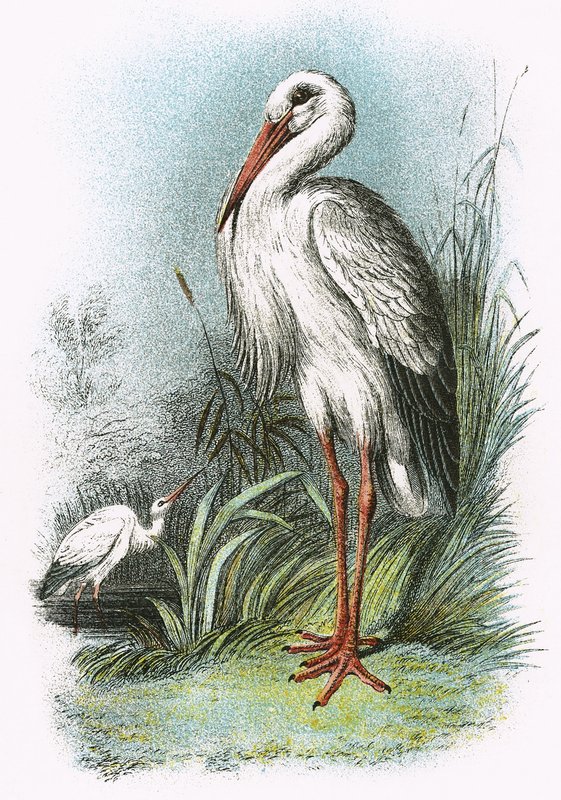 Weißstorch von English School