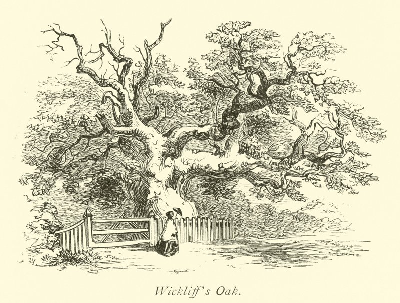 Wickliffs Eiche von English School