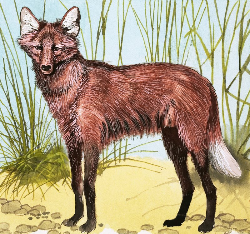 Wildhund von English School