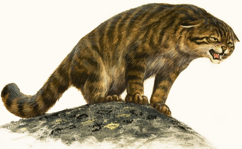 Wildkatze von English School