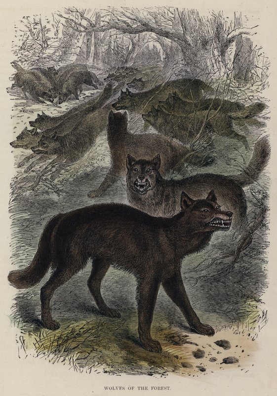 Wölfe des Waldes (kolorierte Gravur) von English School