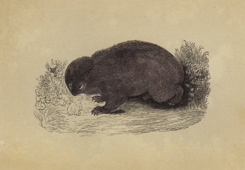 Wombat von English School