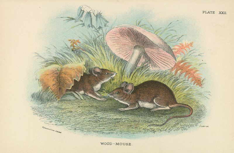 Waldmaus von English School