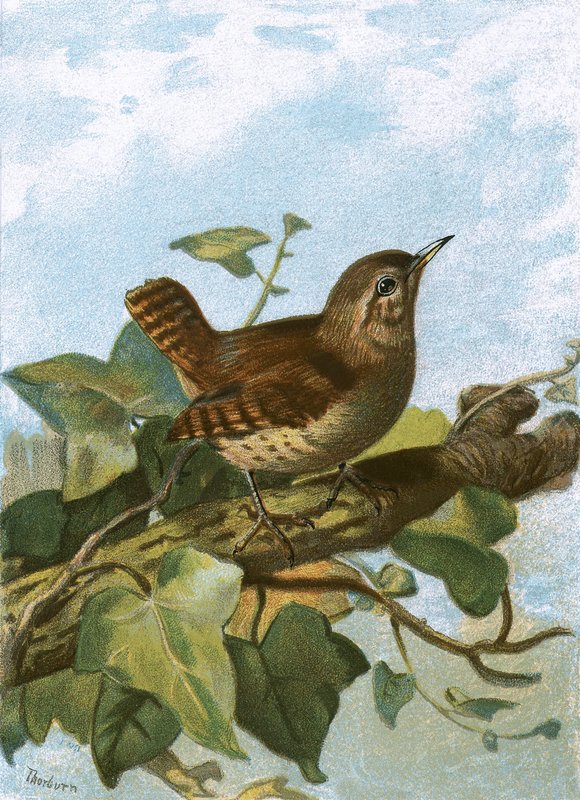 Zaunkönig von English School