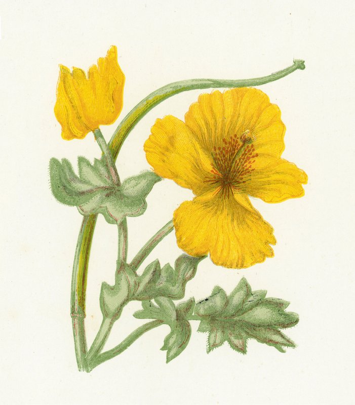 Gelber Hornmohn, Glaucium Luteum von English School
