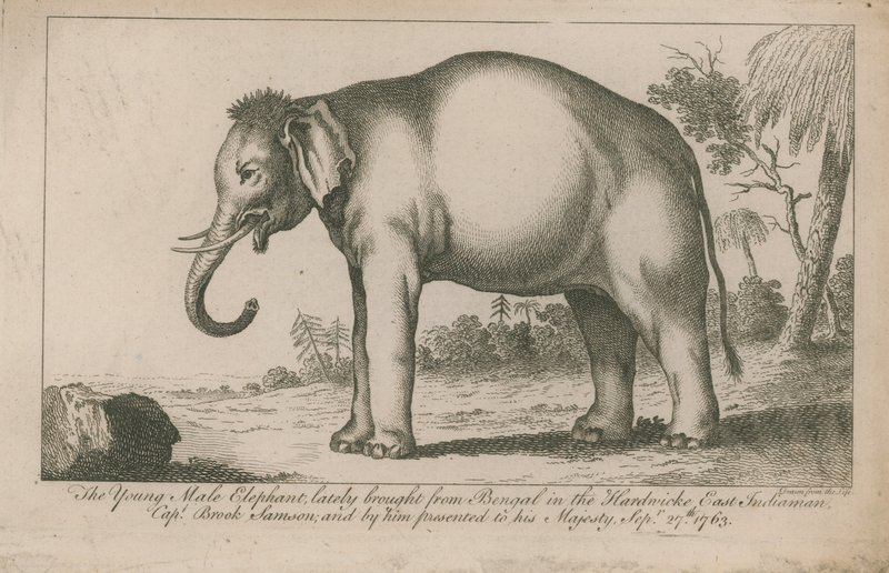 Junger männlicher Elefant von English School