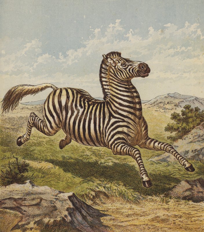 Zebra von English School
