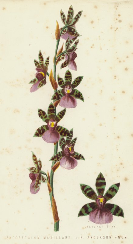 Zygopetalum Maxillare, Var Andersonianum von English School