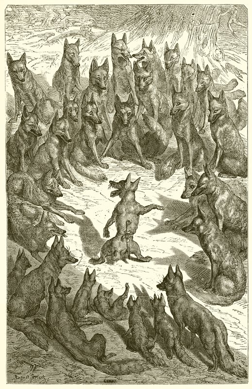 Der Fuchs ohne Schwanz von Ernest Henry Griset