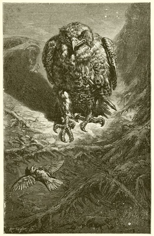 Der Falke und die Nachtigall von Ernest Henry Griset