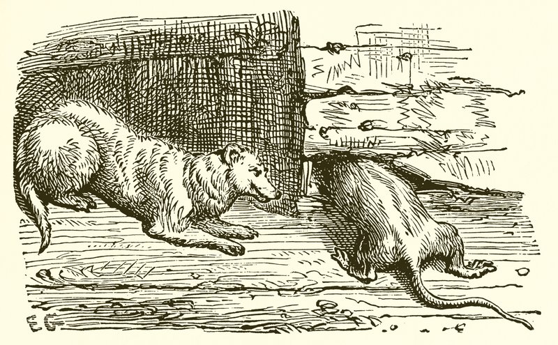 Die Maus und das Wiesel von Ernest Henry Griset