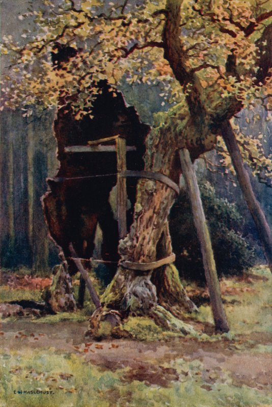 Robin Hoods Vorratskammer von Ernest William Haslehust