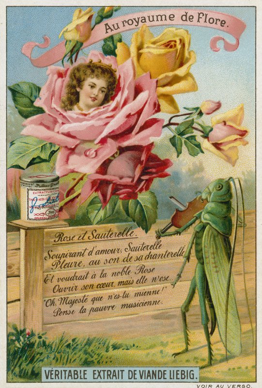 Rose und Heuschrecke von European School