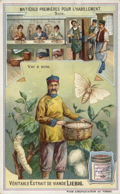 Seide: Seidenraupe von European School