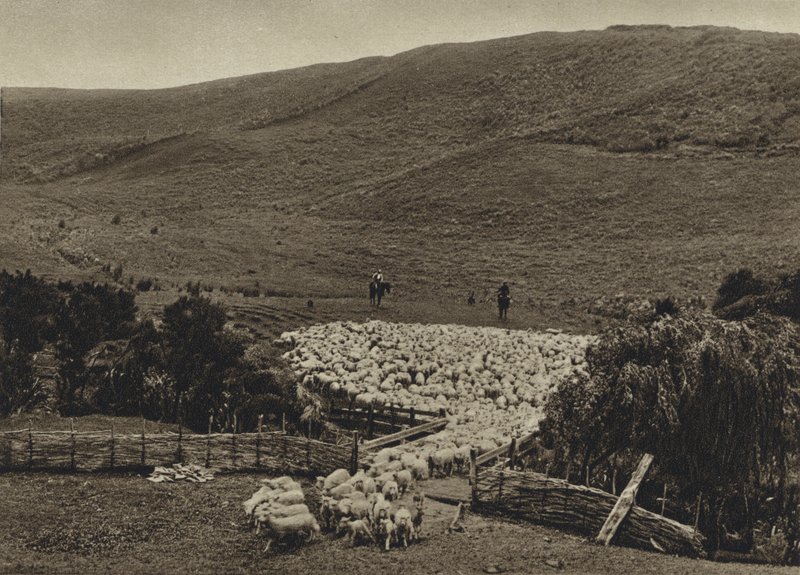 Neuseeland, Schafe treiben von European Photographer