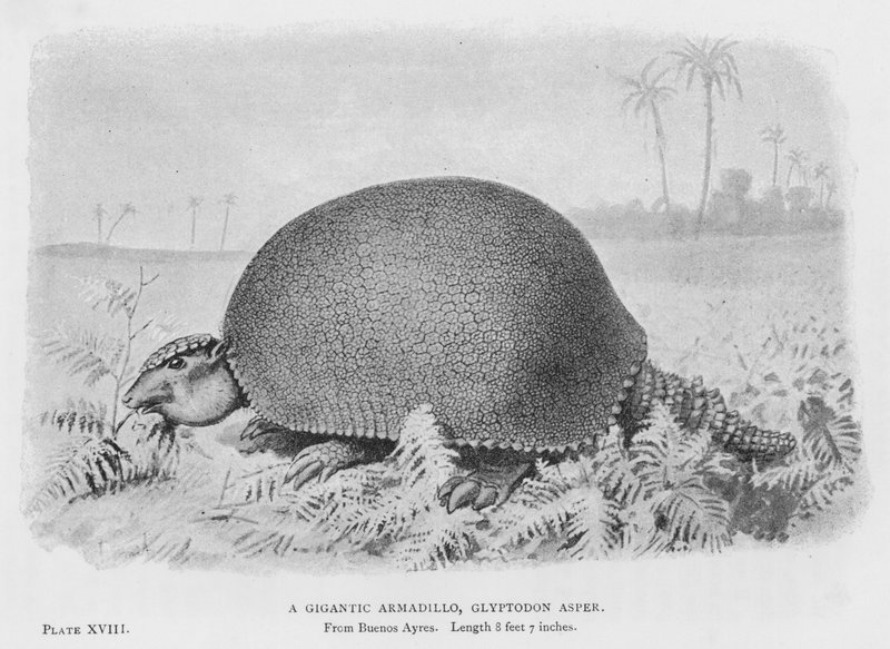 Ein Gigantisches Gürteltier, Glyptodon Asper von European School