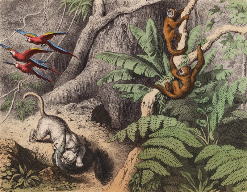 Ein Wald in Brasilien von European School