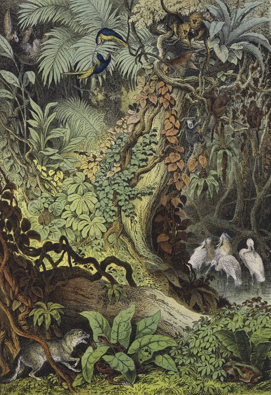 Tiere Brasiliens von European School