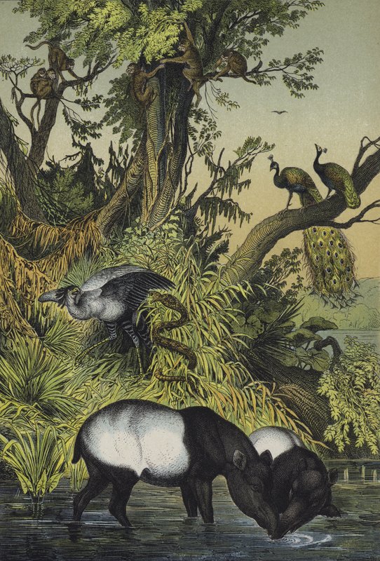 Tiere von Malakka und Sumatra von European School