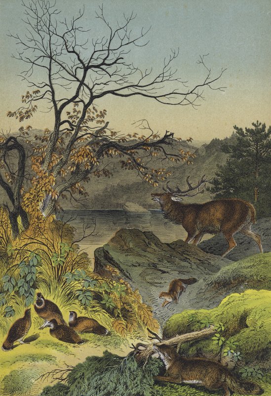 Tiere Sibiriens von European School