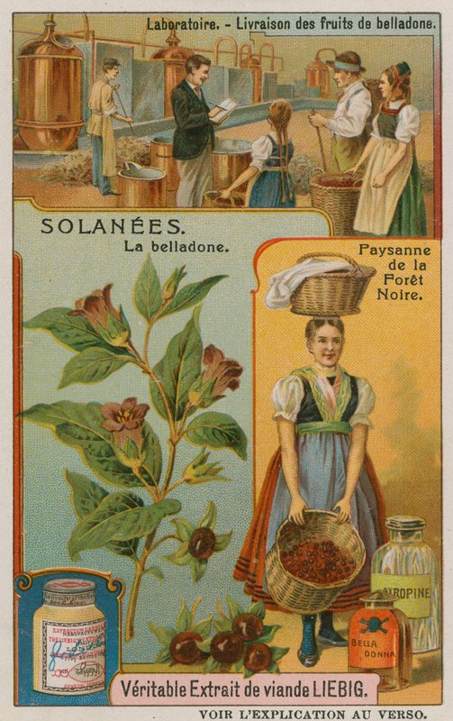 Atropa Belladonna oder Tollkirsche von European School