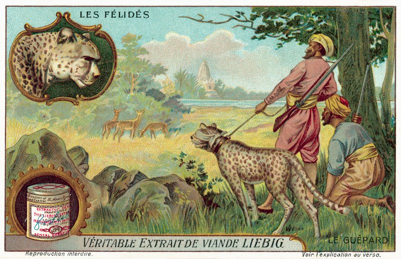 Gepard von European School