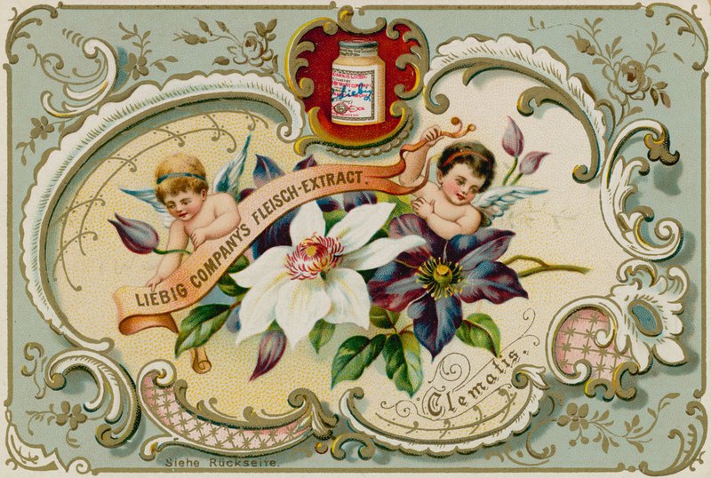 Clematis von European School