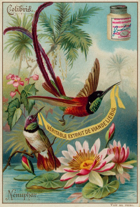 Kolibris und Seerose von European School
