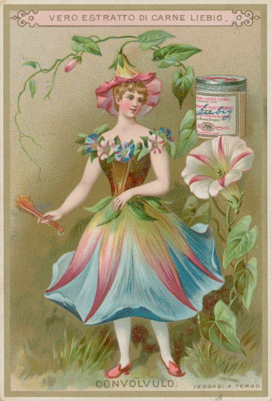 Windenblumenmädchen von European School