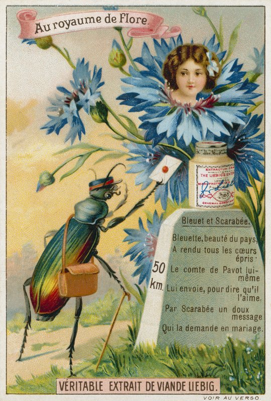 Kornblume und Käfer von European School