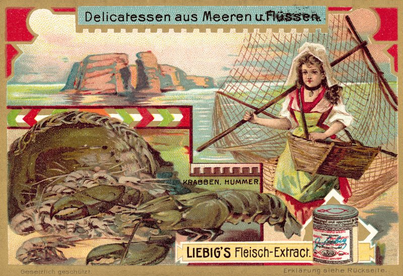 Krabbe und Hummer von European School