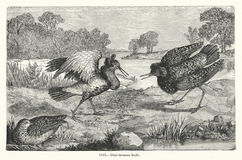Duell zwischen Kampfläufern (Gravur) von European School