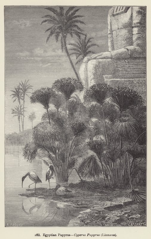 Ägyptischer Papyrus, Cyperus Papyrus, Linnaeus von European School