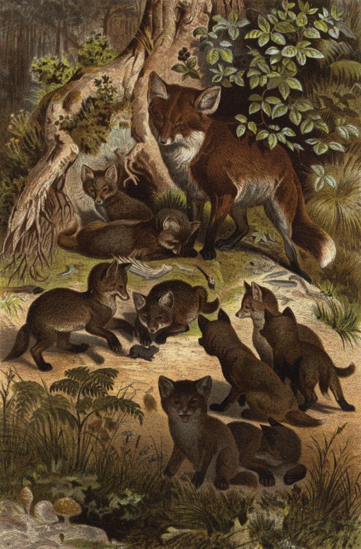 Fuchs von European School