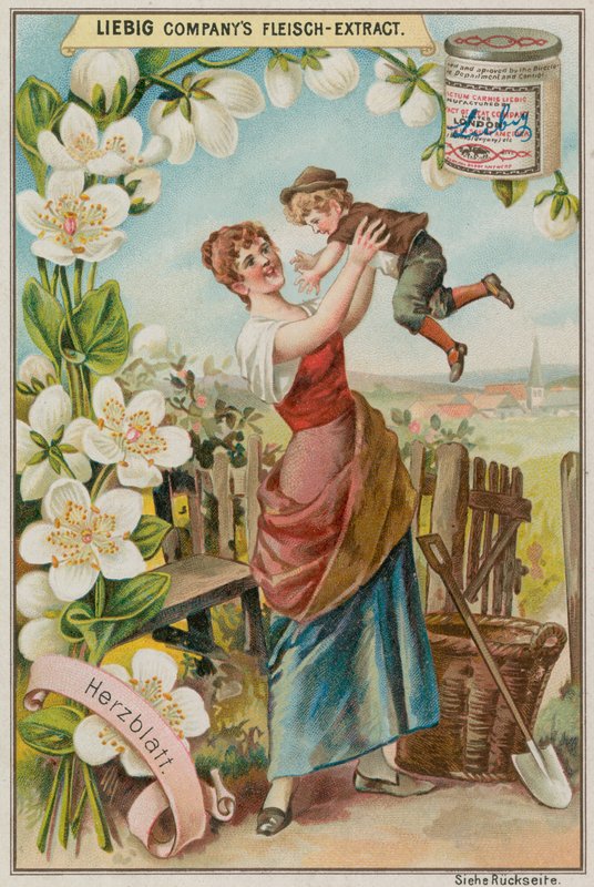 Parnassia von European School