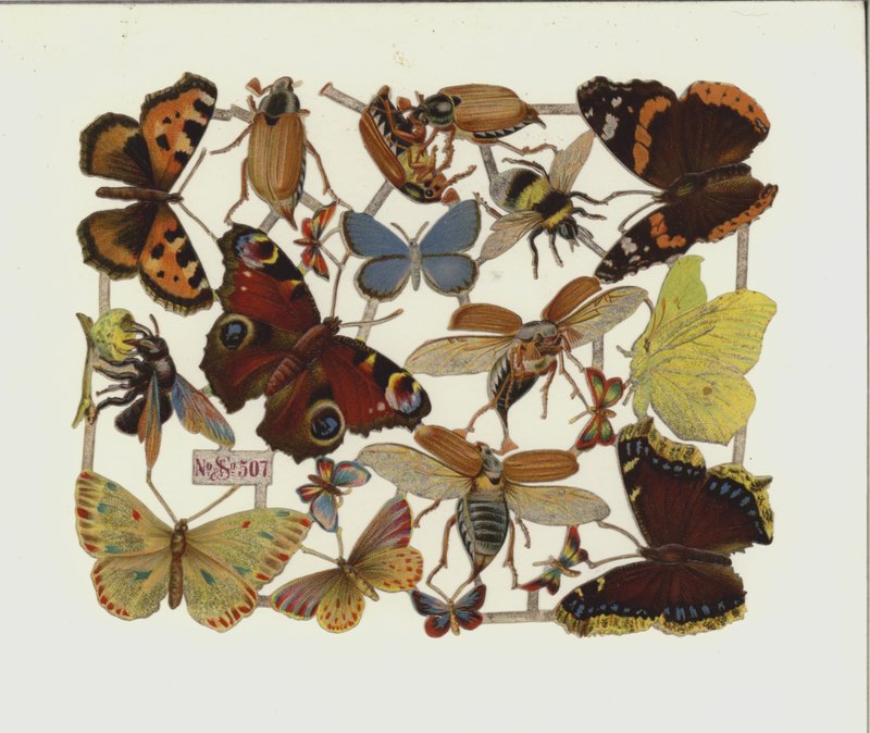 Insekten (Chromolithographie) von European School