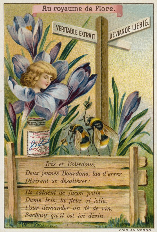 Iris und Hummeln von European School