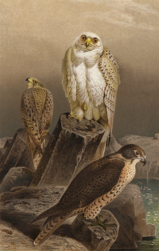 Jagdfalke von European School