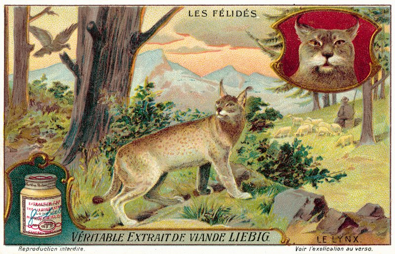 Luchs von European School